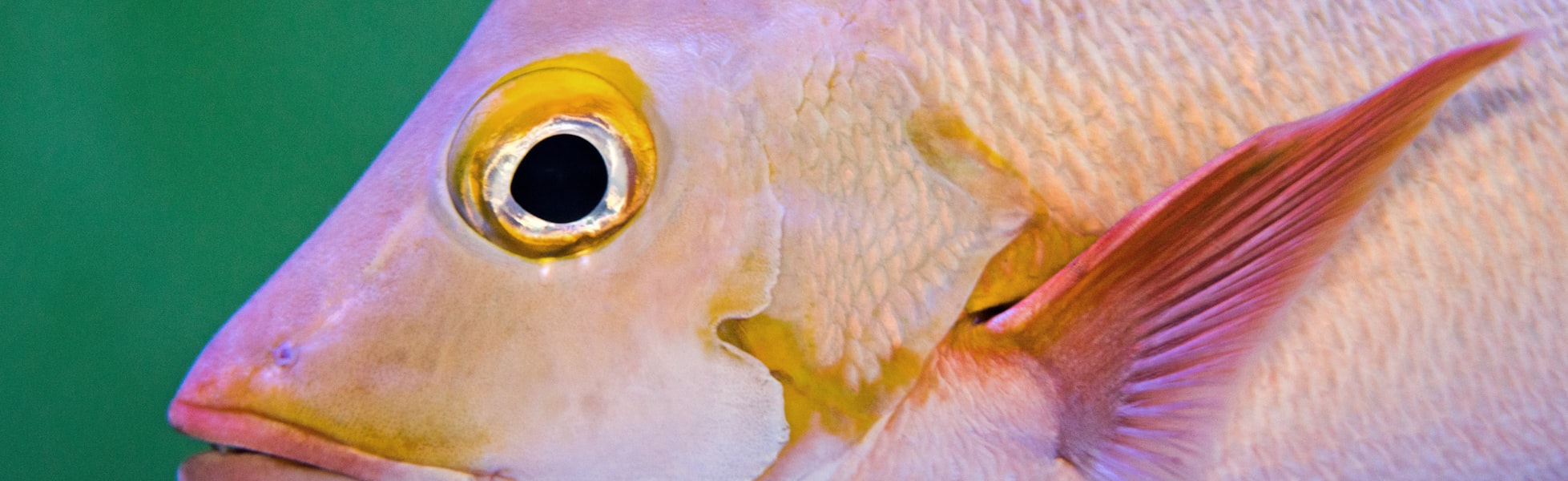 Fish and Chips Restaurant in Gold Coast snapper fish is a healthy and delicious cuisine