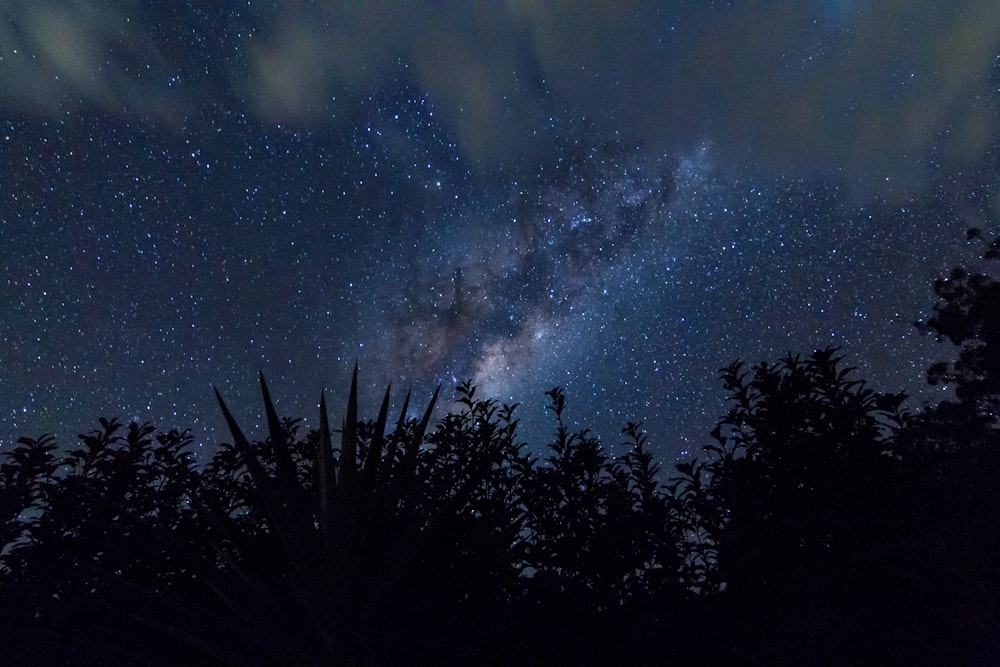 silhouette of trees with stars