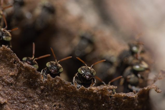 Close-up of black soldier fly neonates crawling on a textured surface with a dark background.