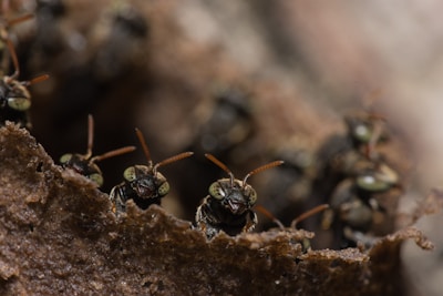 A close-up view of several small insects with black bodies and greenish eyes emerging from a textured, brown surface. The focus is sharp on a few insects in the foreground, showing their intricate details, while the background is blurred.