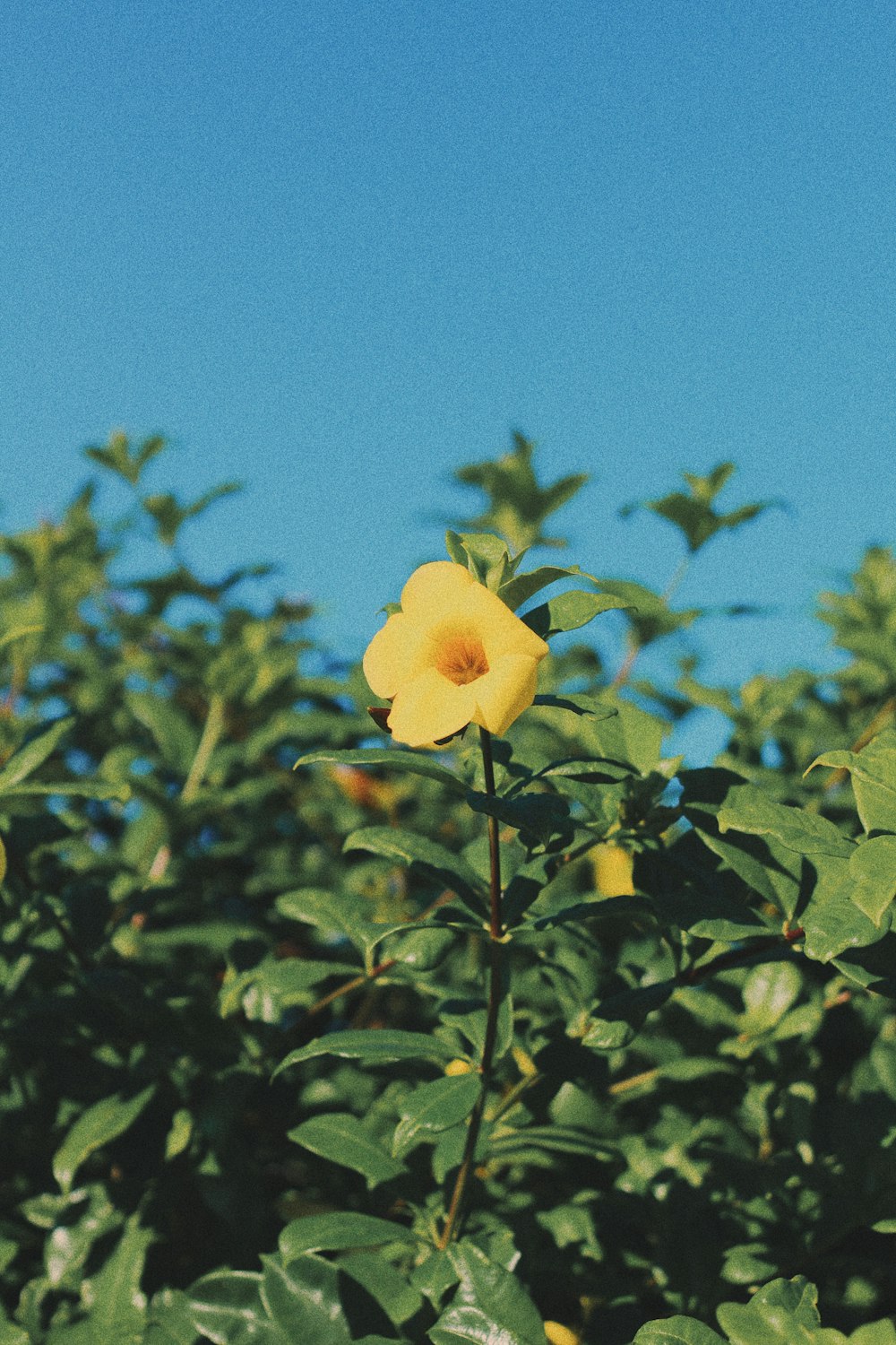 yellow bell flower