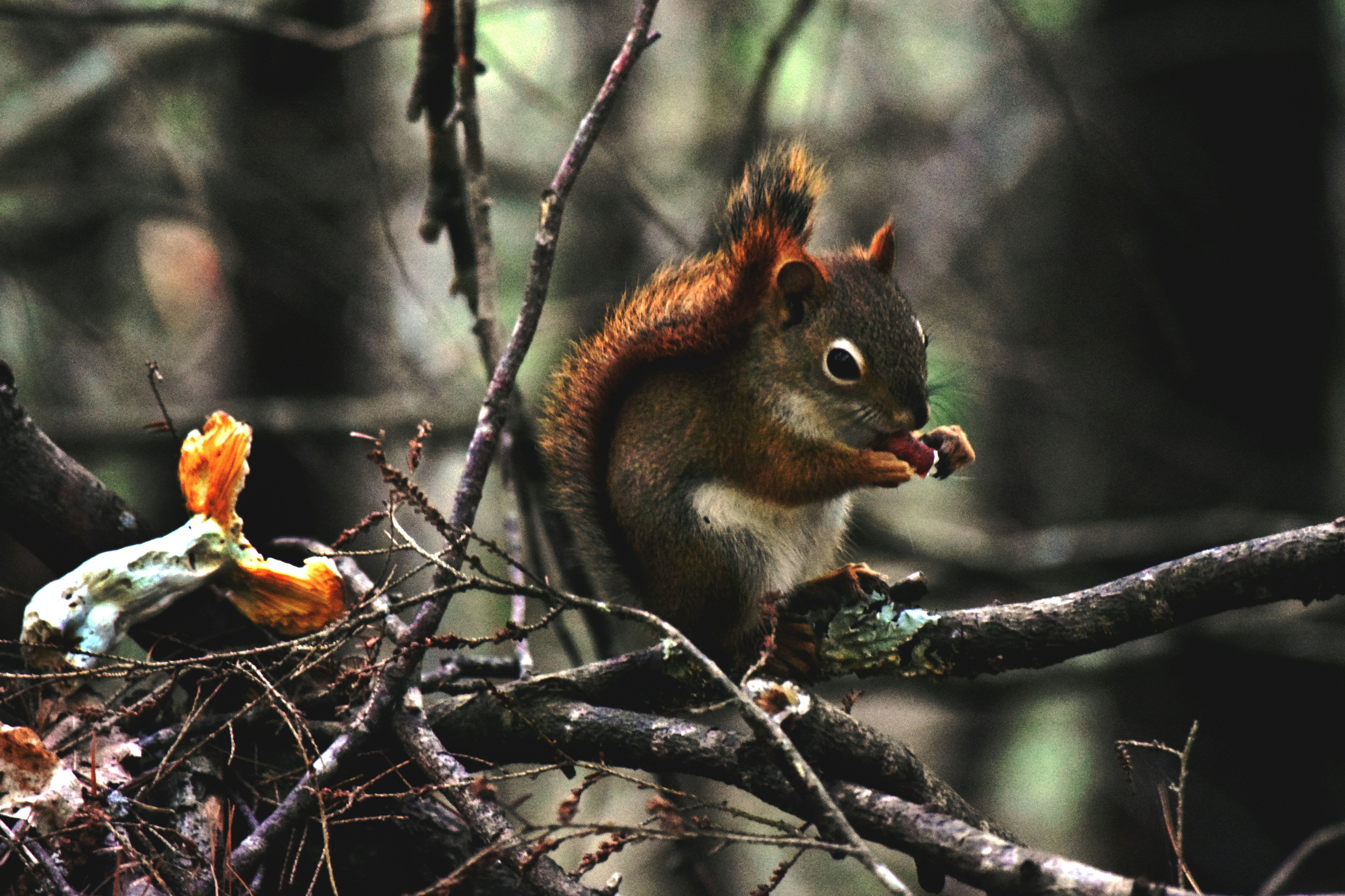 photo 1531527802221 c6acf0b00c60?ixlib=rb 4.0