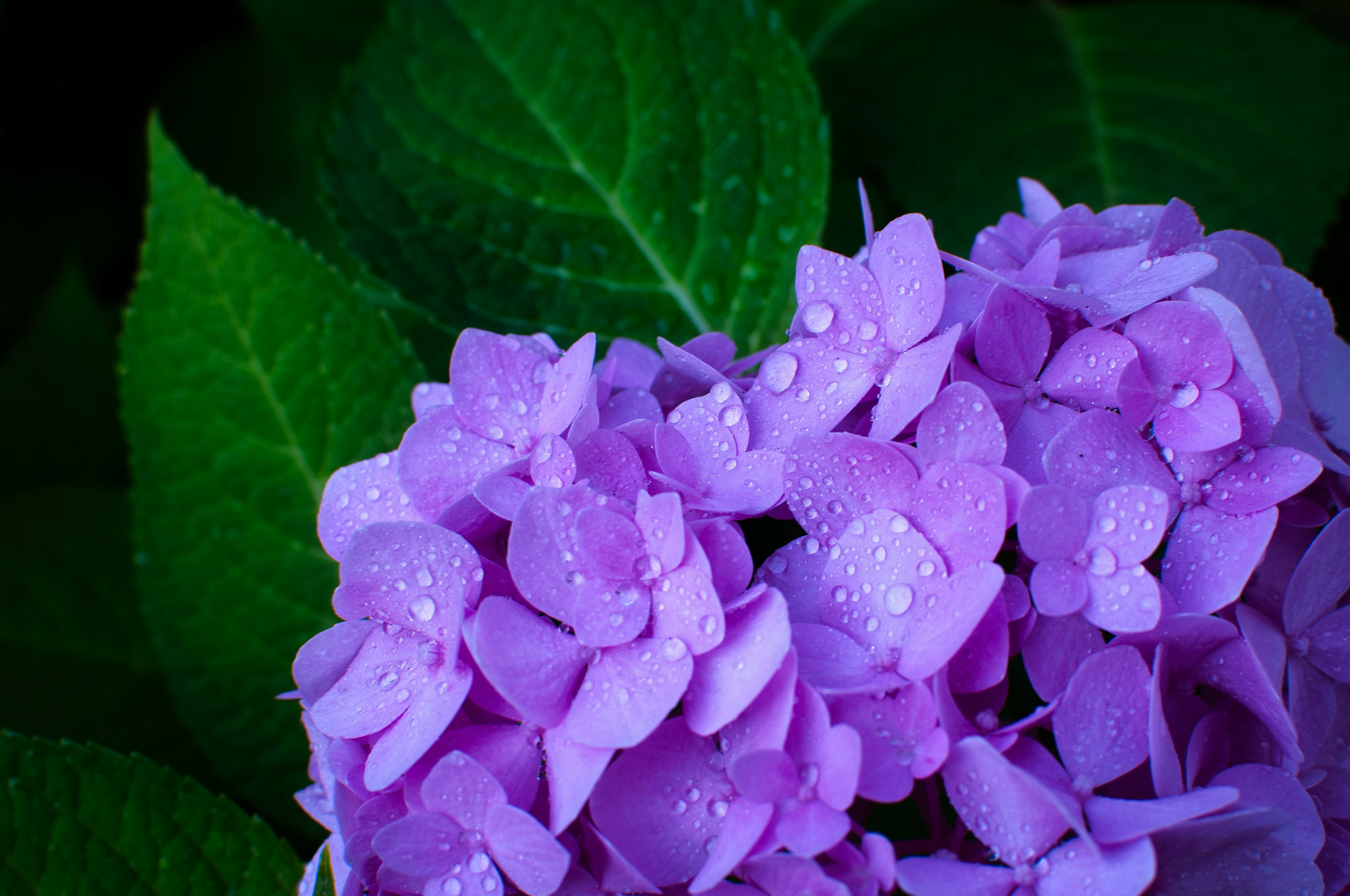 Image of Mophead hydrangea flower closeup