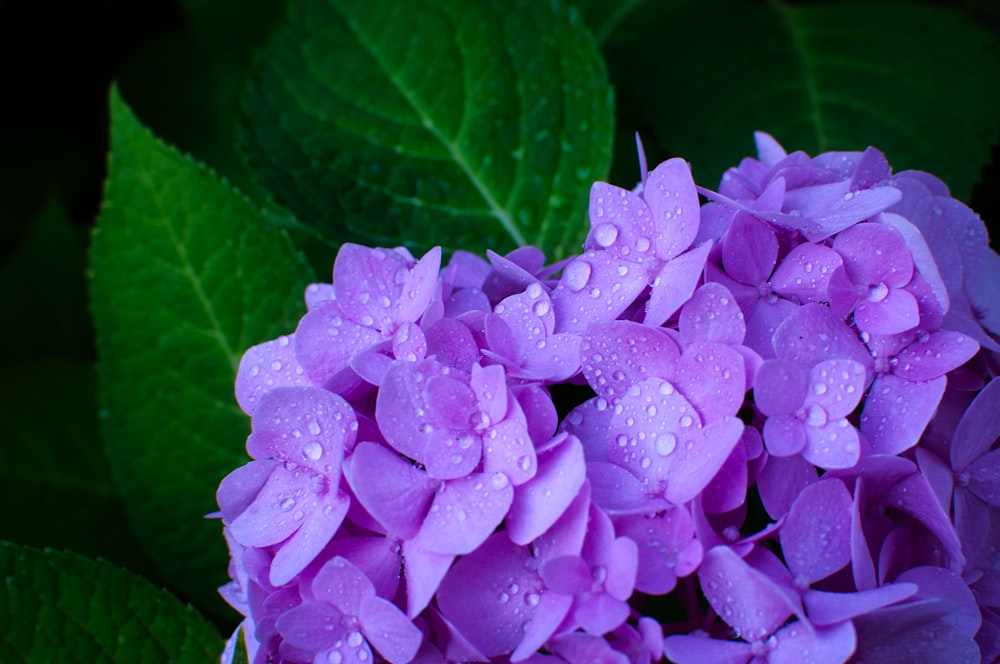 closeup photo of purple mophead hydrangea flower