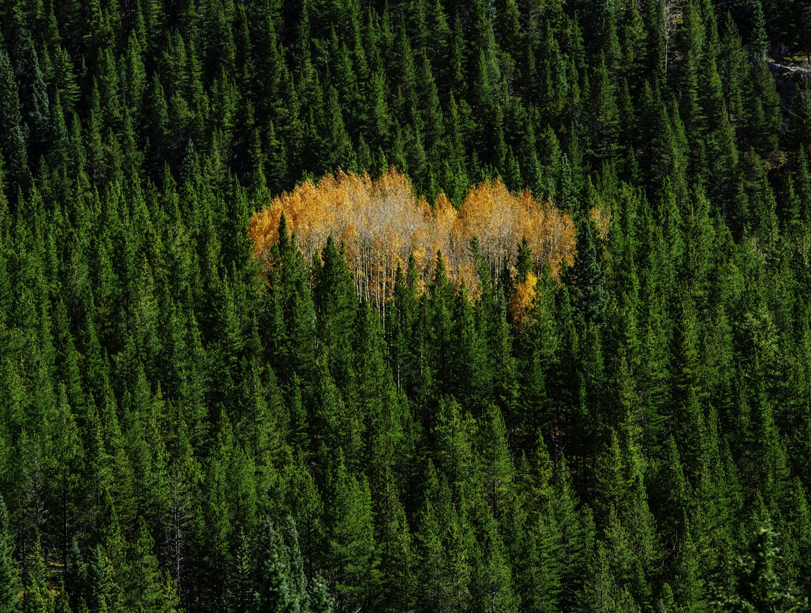 Nikon Df sample photo. Green pine trees on photography