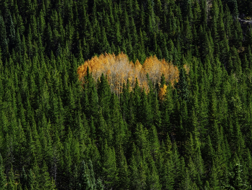 green pine trees on fire at daytime