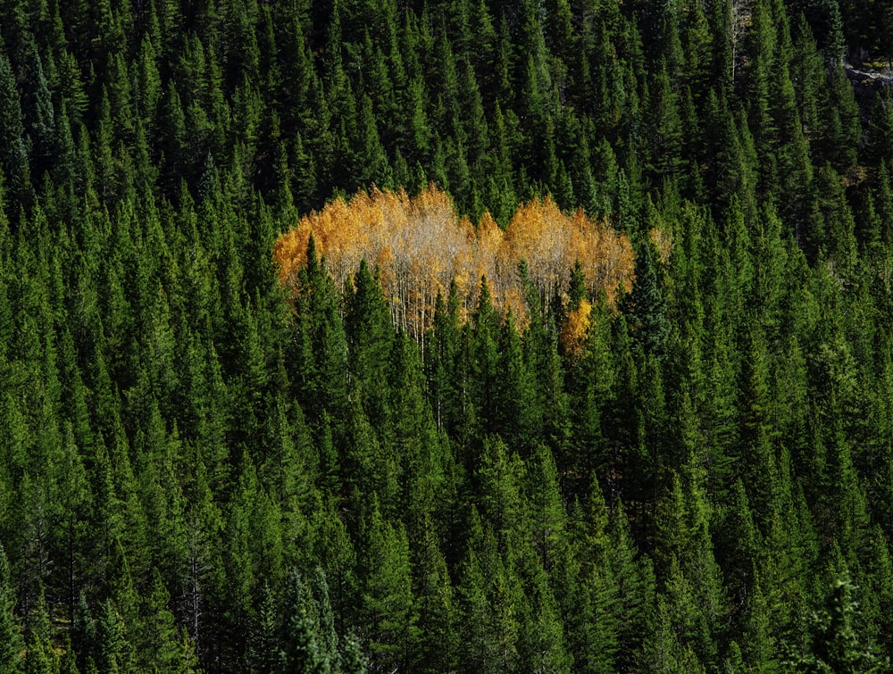 pinheiros verdes em chamas durante o dia