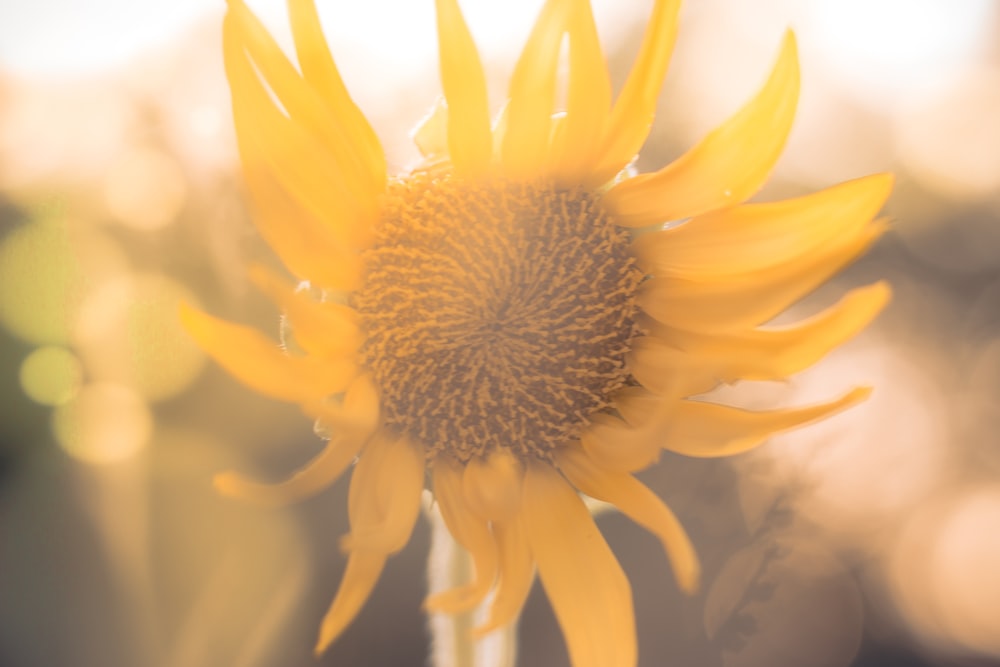 selective focus photography of sunflower