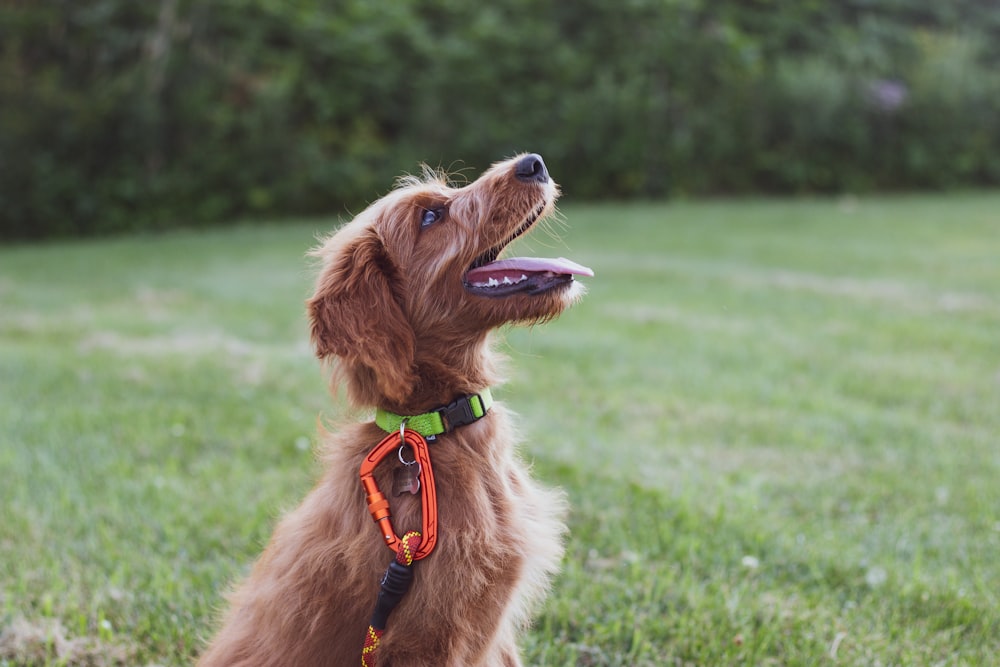 short-coated tan dog sits in green grass field during daytime