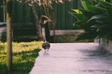A bird walks along a concrete path bordered by lush green plants on one side. In the background, there are blurred elements like a wooden structure and trees, creating a natural garden setting.