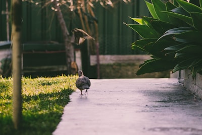 A bird walks along a concrete path bordered by lush green plants on one side. In the background, there are blurred elements like a wooden structure and trees, creating a natural garden setting.