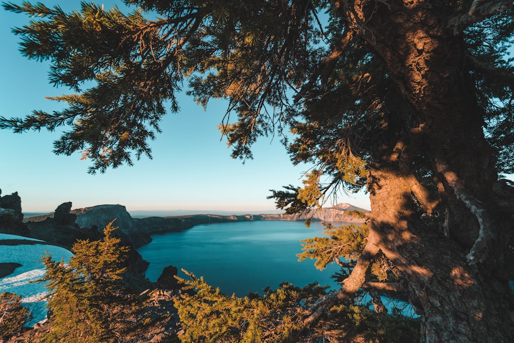 Photo d’arbre à feuilles vertes près d’un plan d’eau