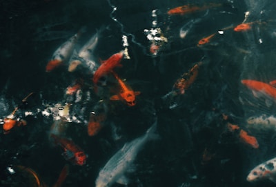 Abstract flowing crimson and white koi fish shapes swimming around a deep charcoal circular sun.