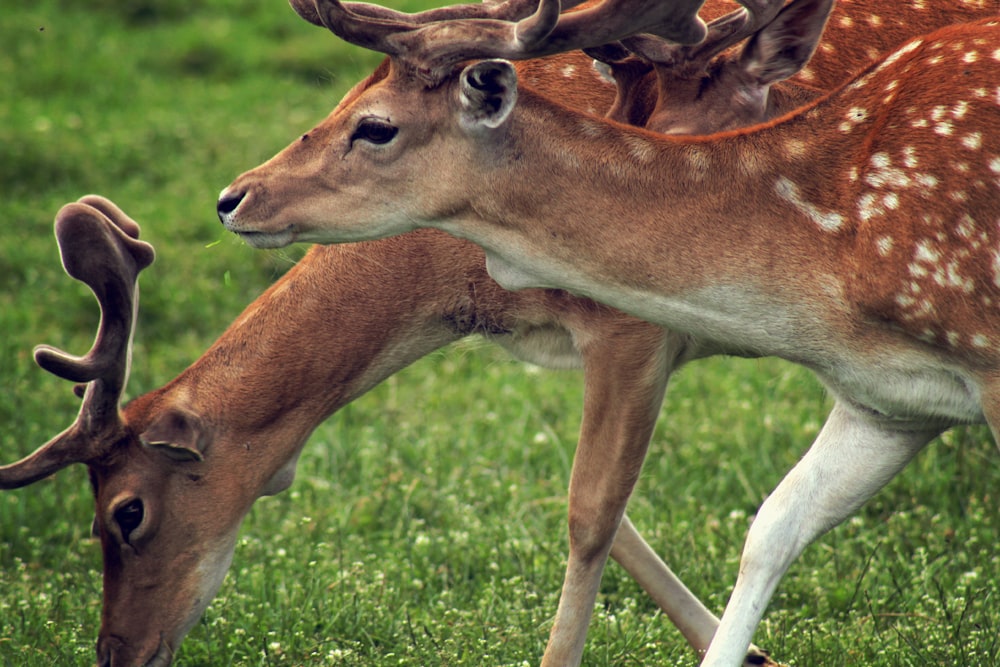 two deer walking on grass