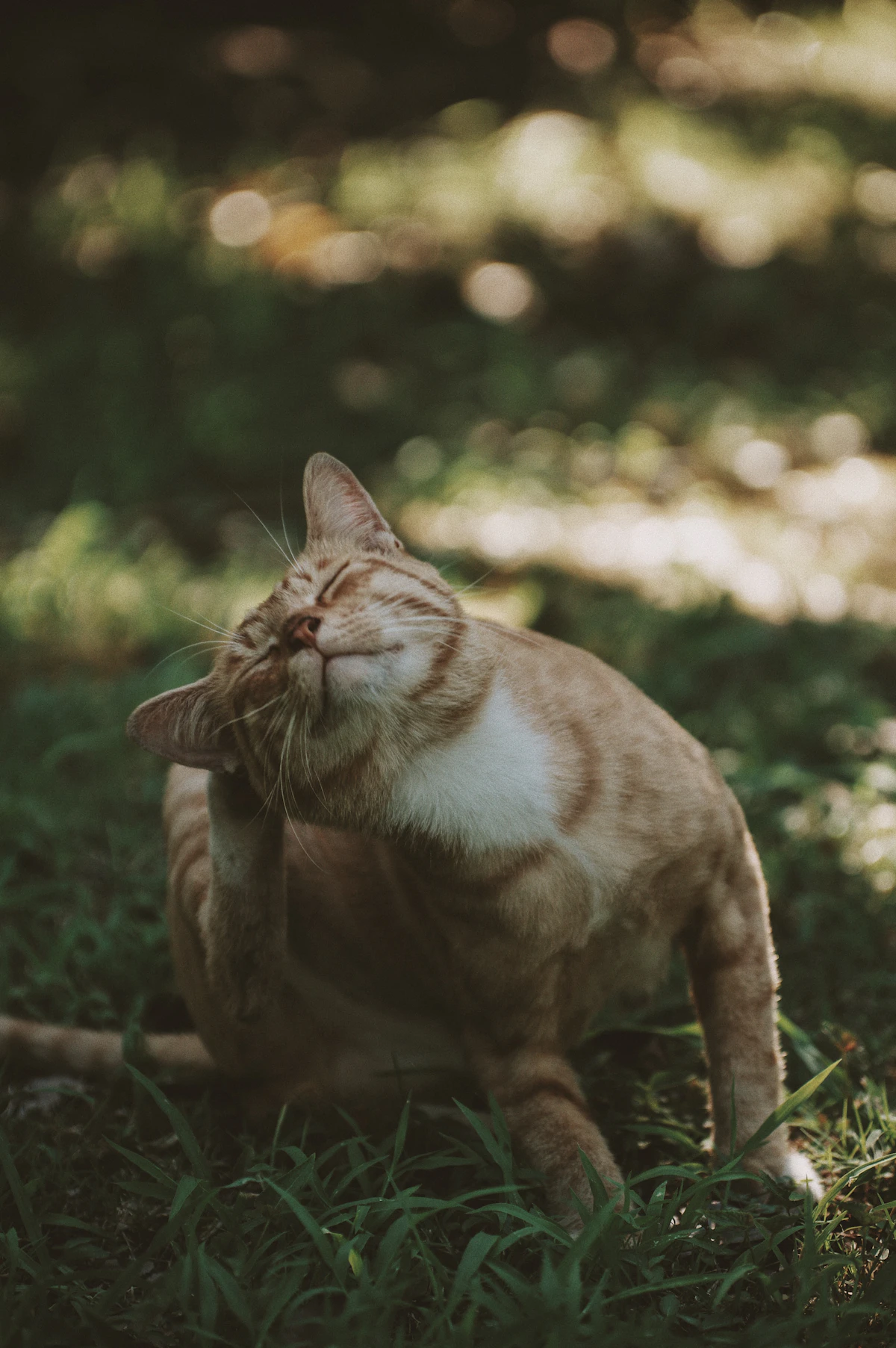 Gatto bianco e marrone