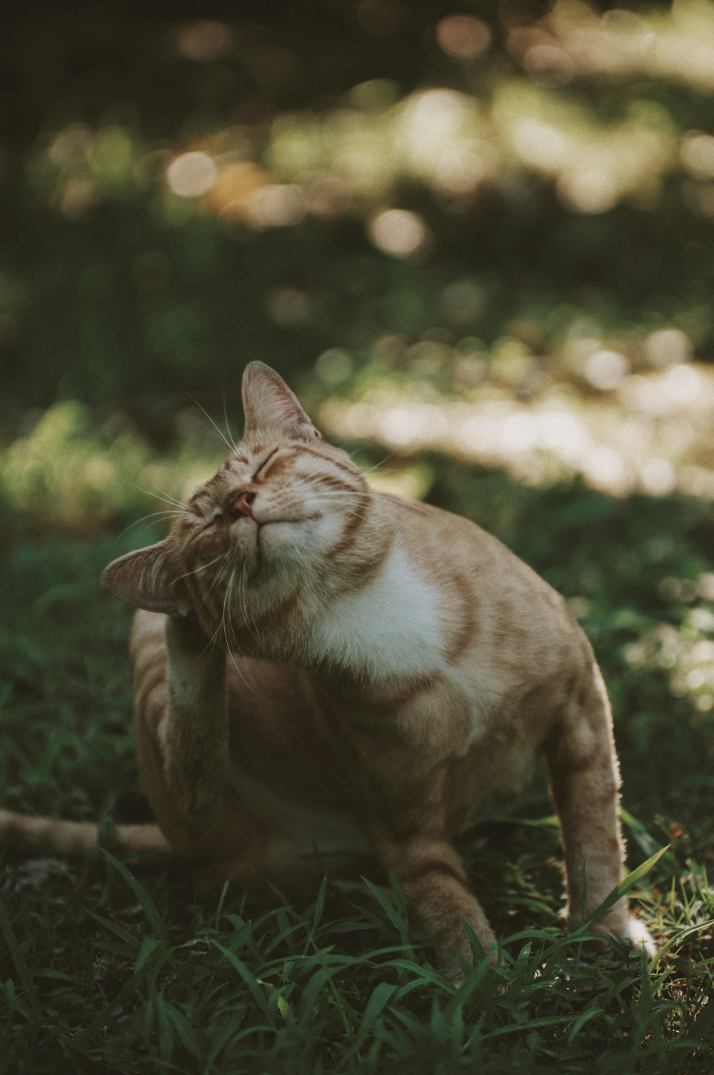 brown and white cat