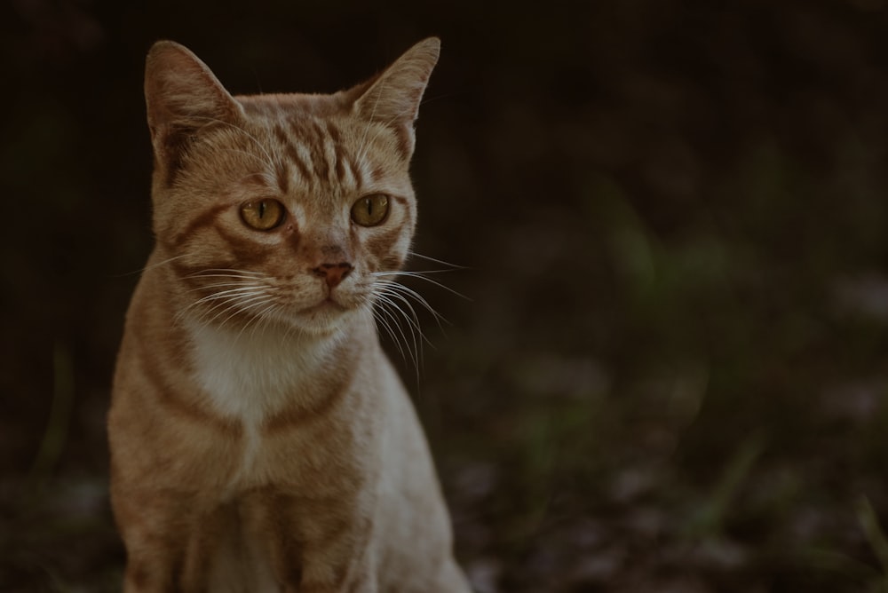 Regola dei terzi fotografia di gatto soriano arancione