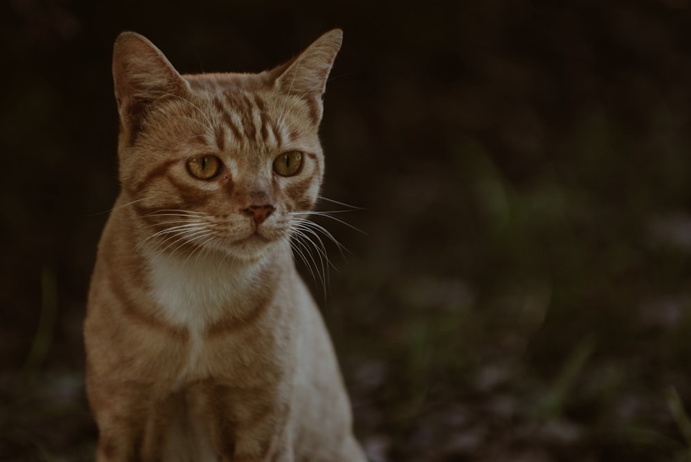 regra dos terços fotografia de gato tabby laranja