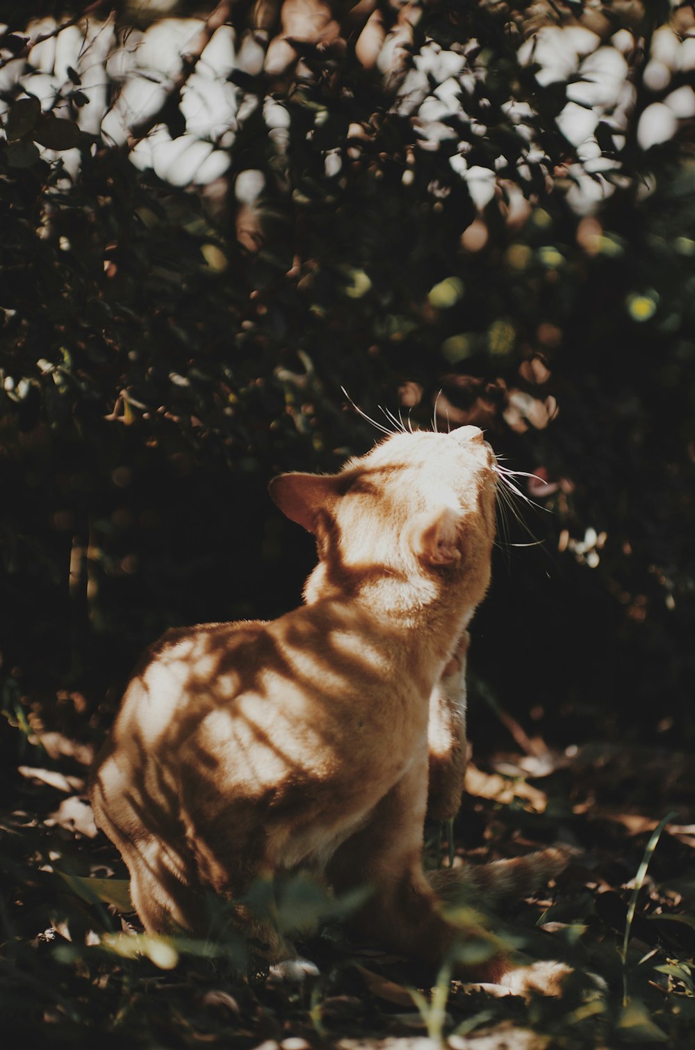 orange tabby cat on brown soil