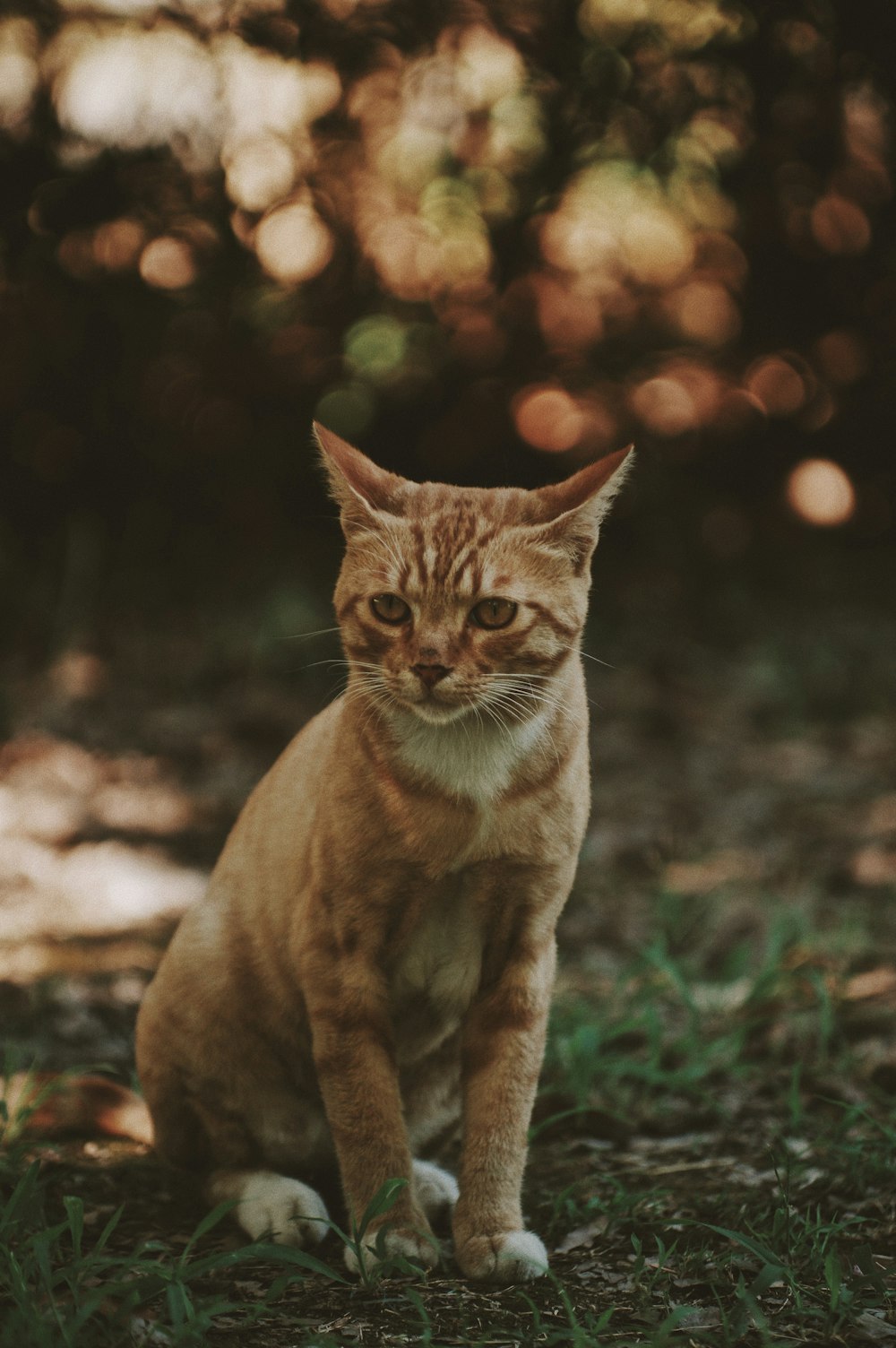 Gato atigrado marrón y blanco