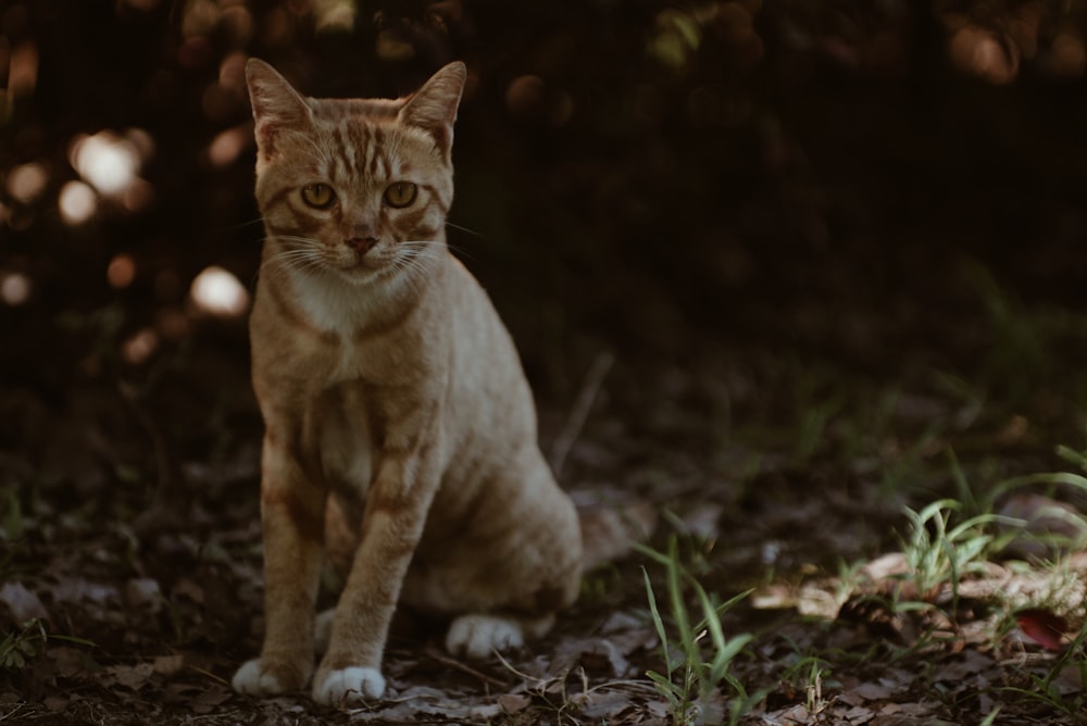 orange tabby cat sitting on ground