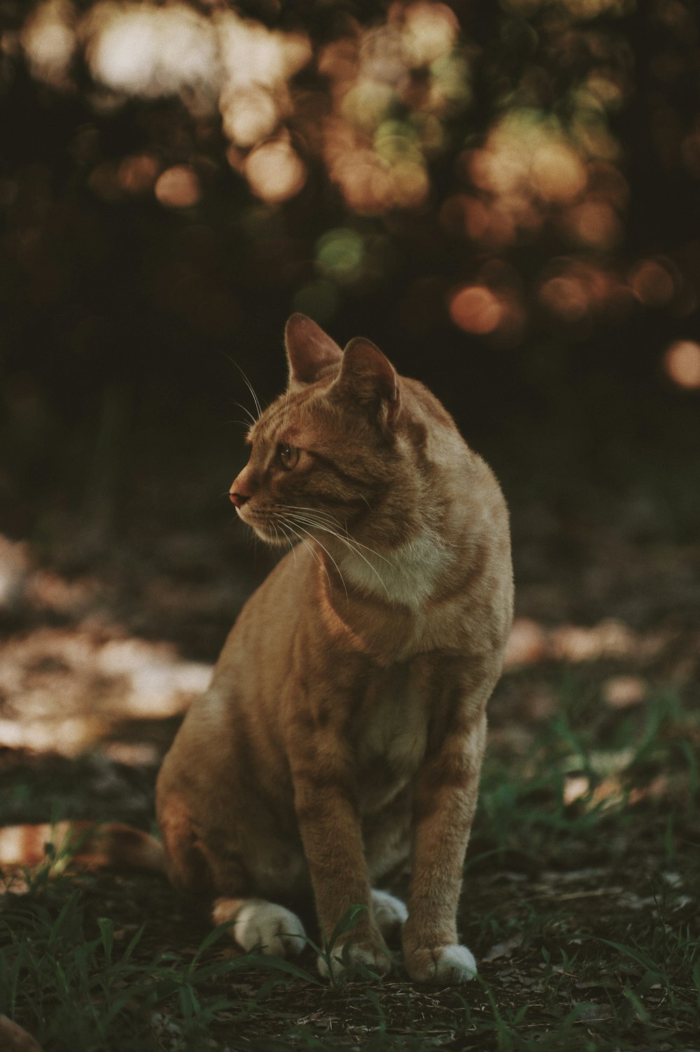 Fotografia de foco seletivo do gato tabby laranja sentado no campo de grama