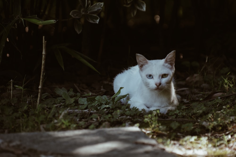 gato blanco sobre pavimento de hormigón gris