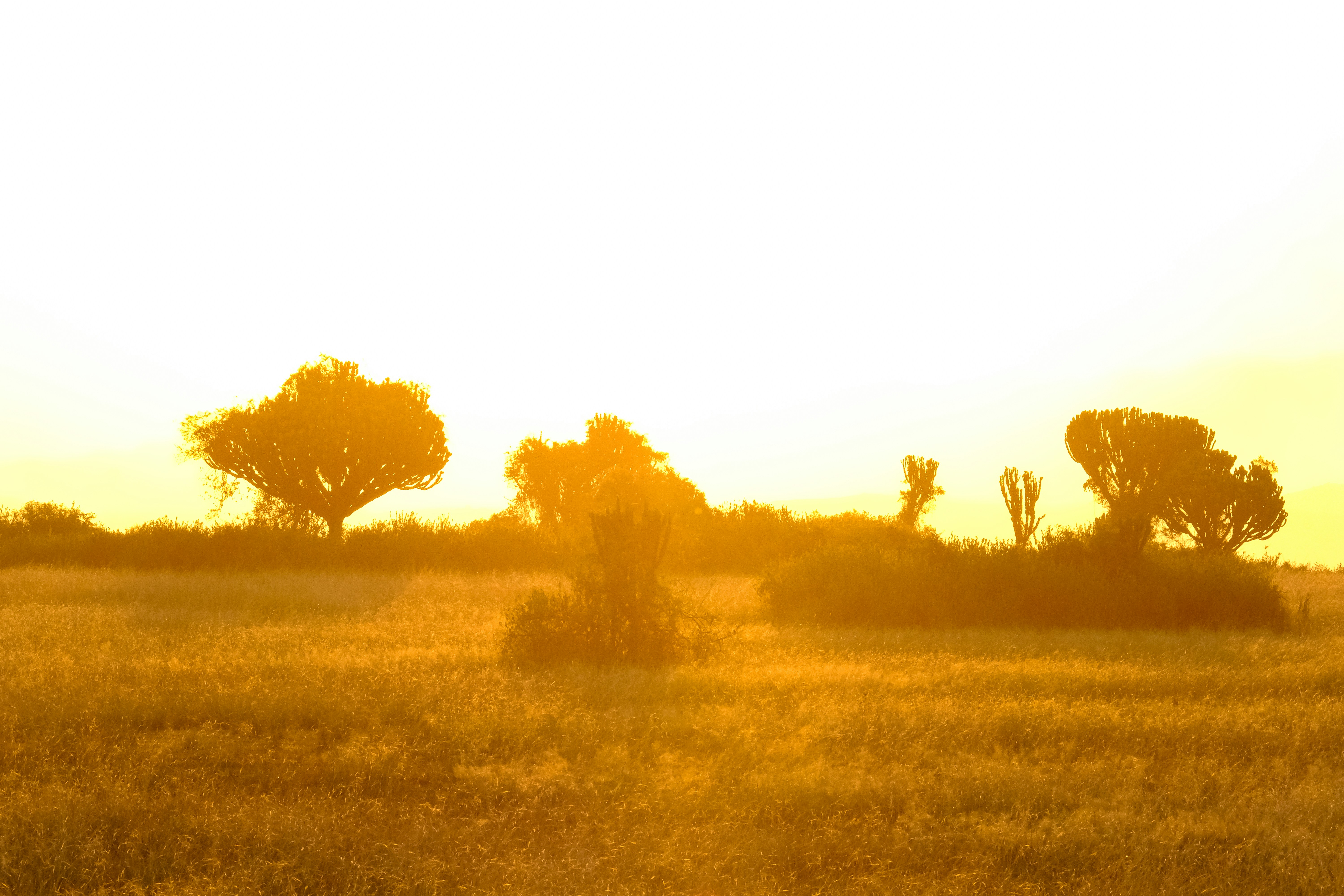 Uganda savannah at sunset, warm golden light over vast plains, atmospheric and serene dark landscape