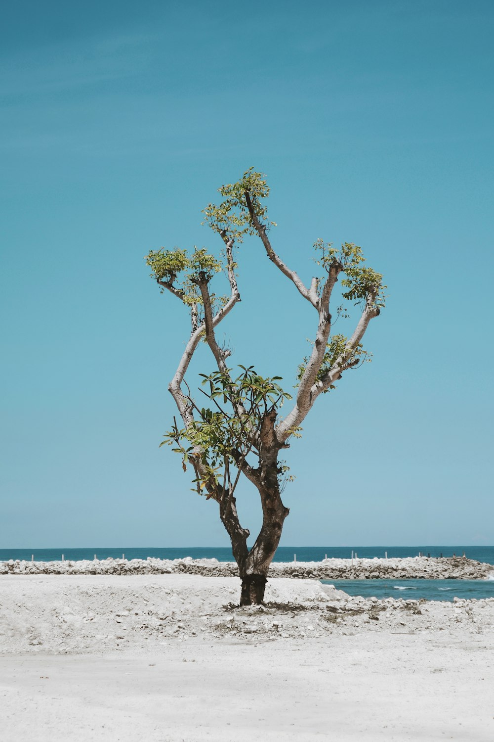 green leafed tree on seashore