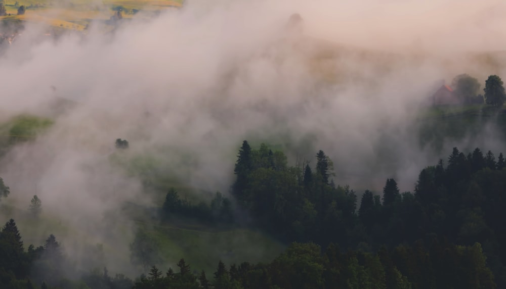 Bosque cubierto de niebla