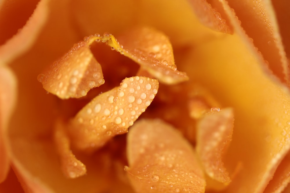 flores de pétalos anaranjados con gotas de agua