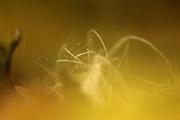 An abstract silver thread weaving through a misty, dreamlike landscape of muted whites and pale golds.