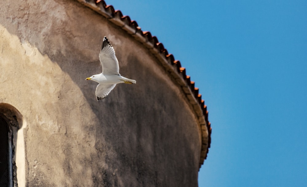 uccello bianco che vola sotto il cielo blu durante il daytimne