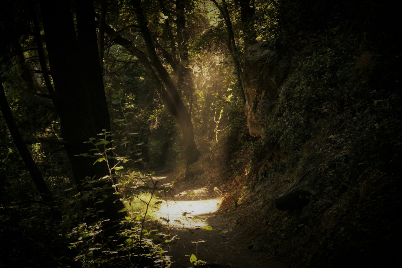 A sunlit path winding through a dark forest