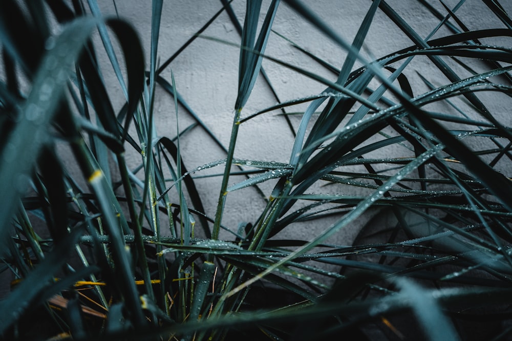 low-light photo of leafed plant