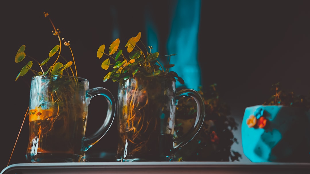 green leafed plants in glass tankards