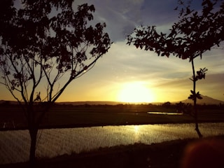 A serene golden rice field at sunset with a traditional Japanese farmhouse in the background.