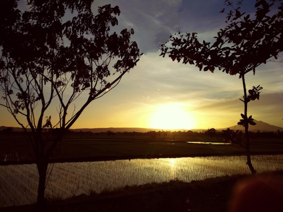 A beautiful landscape of the Oryza Farmlands with a sunset backdrop.