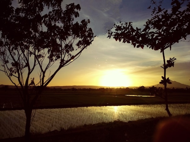 A serene sunset over the rice paddies near the company’s headquarters.