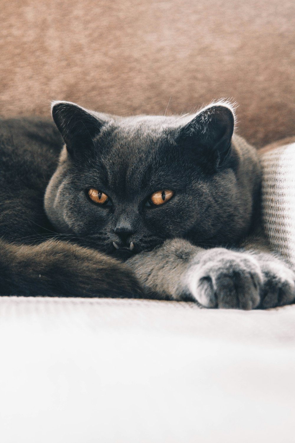 short-coated black cat on white surface