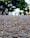A close-up view of an asphalt road surface with detailed textures of gravel and small stones. The background features blurred green trees and some indistinct buildings.