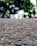 A close-up view of an asphalt road surface with detailed textures of gravel and small stones. The background features blurred green trees and some indistinct buildings.