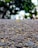 A close-up view of an asphalt road surface with detailed textures of gravel and small stones. The background features blurred green trees and some indistinct buildings.