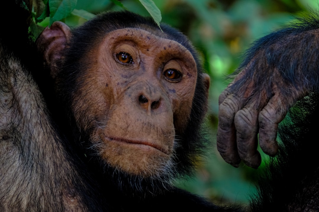  macro shot of brown monkey chimpanzee