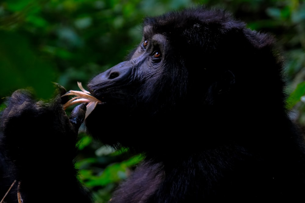 Foto de foco seletivo do macaco preto