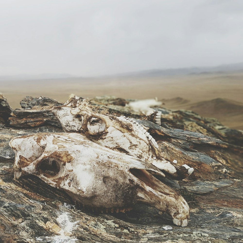 selective focus photography of animal skull