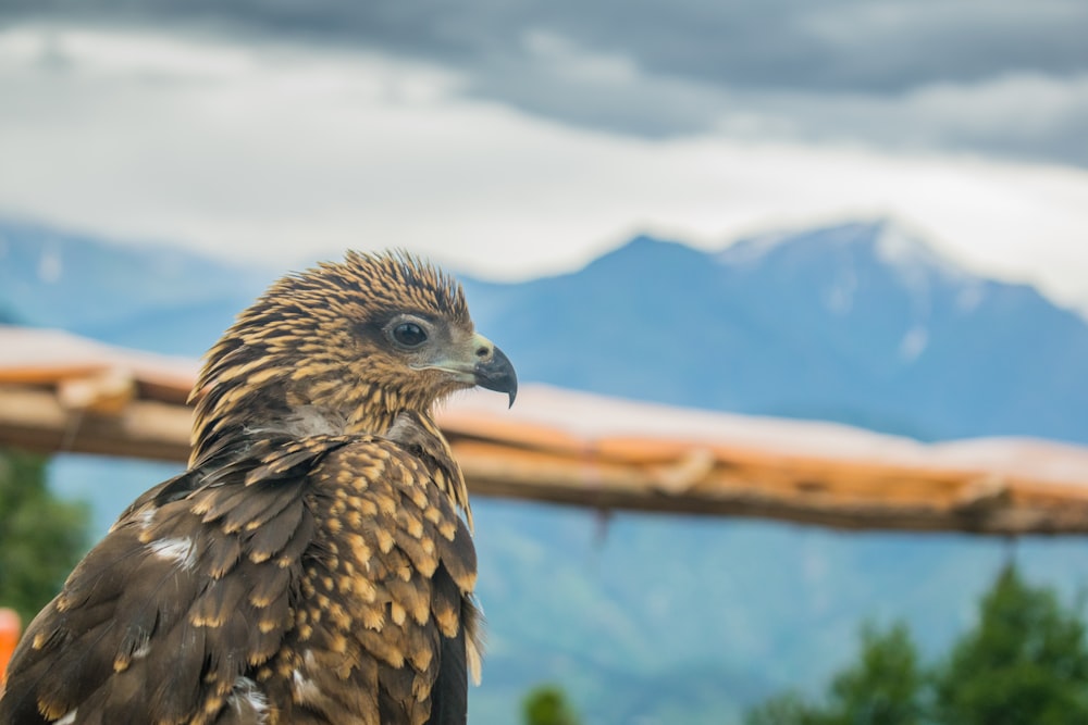 macro shot photography of brown bald eagle