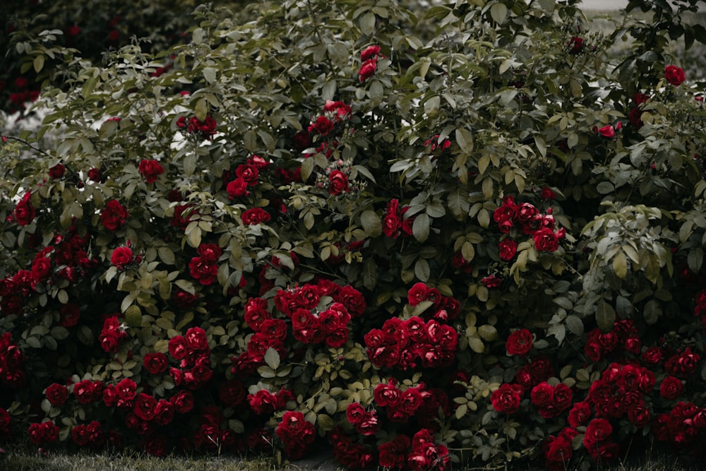 fleur de pétale rouge