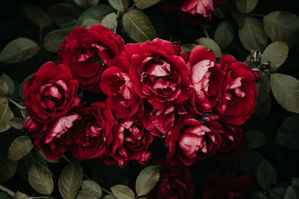fiori di rosa rossa