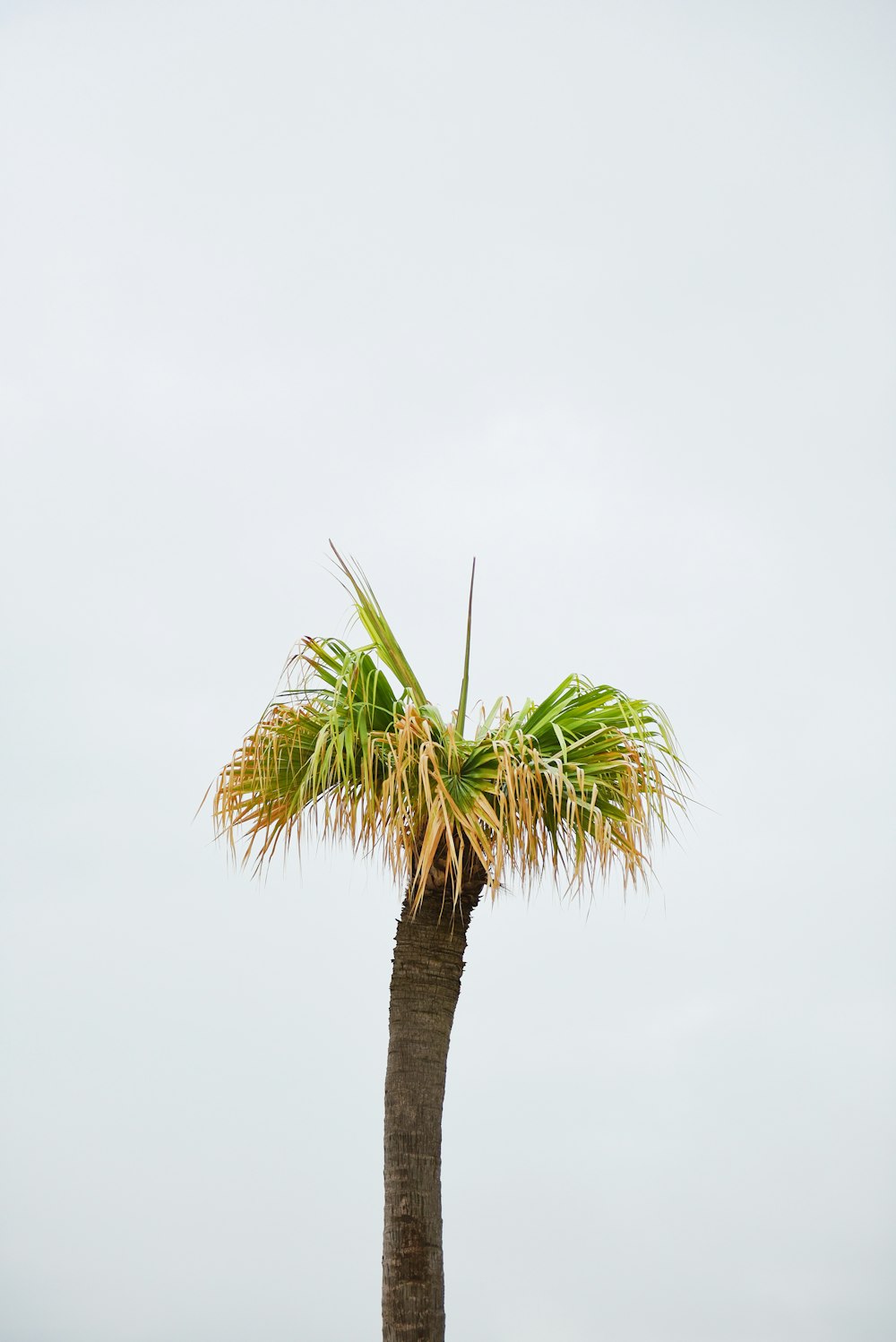 photo of brown and green palm tree